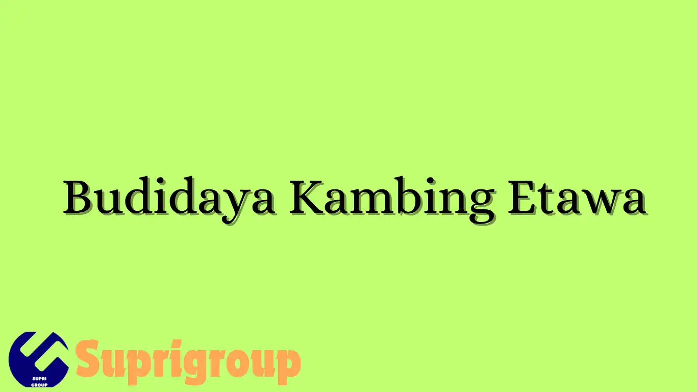 Budidaya Kambing Etawa