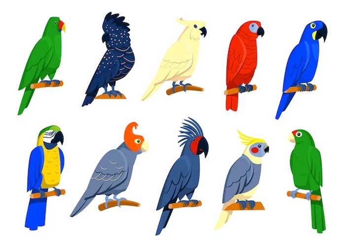 Jenis-jenis Burung Hias Paruh Bengkok dari Alam Indonesia