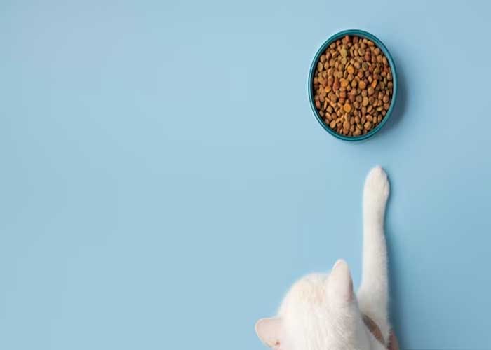 Kandungan Makanan Kucing yang Harus Pemilik Kucing Ketahui