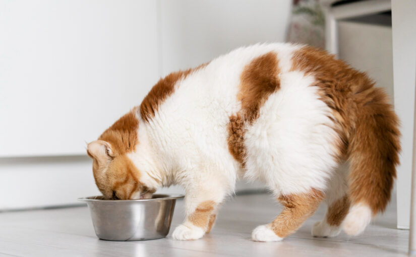 Kandungan Protein Makanan Kucing Yang Baik