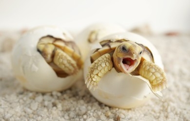 Harga Baby Sulcata – Harga Terbaru & Tips Memilih