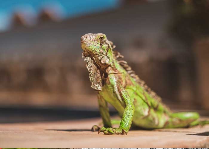 Ciri-ciri Iguana Stres: Bagaimana Mengenali dan Mengatasinya?