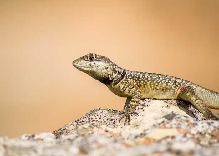 Cara Kadal Berkembang Biak yang Harus Pecinta Reptil Ketahui