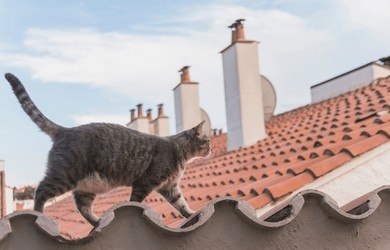 Penyebab Kucing Jamuran Cek Kucing Anda Sekarang