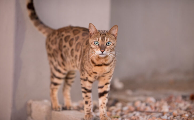 Jenis Kucing Besar Yang Bisa Dipelihara Yuk Simak!