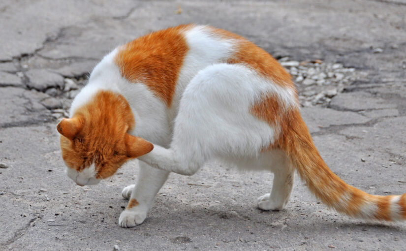 Mengenal Penyebab Penyakit Kulit pada Kucing