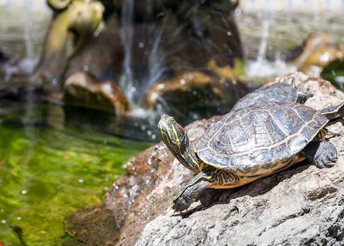 Apakah Kura-kura Termasuk Reptil? Ini Dia Jawabannya!