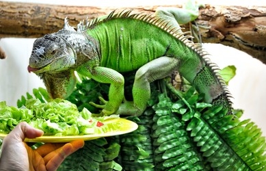 Ini Dia Penyebab Iguana Susah Makan !