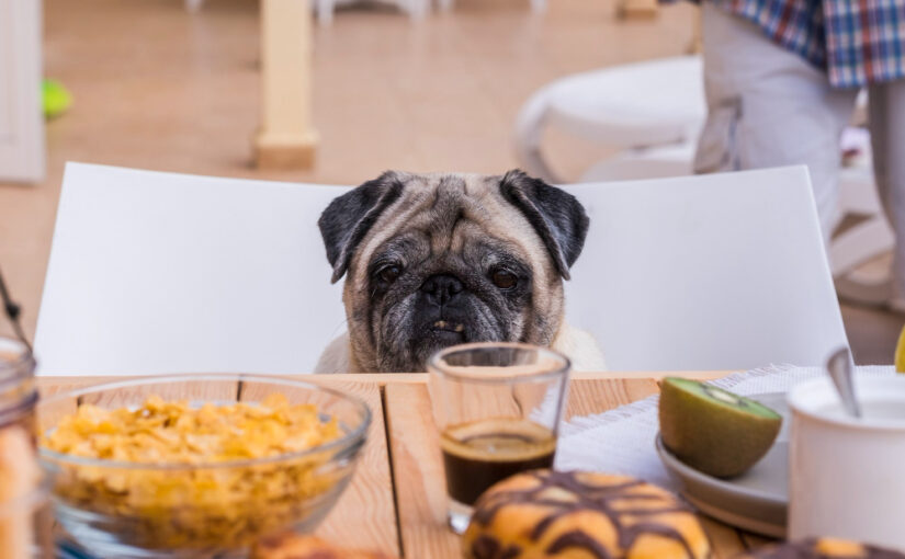 Makanan Yang Tidak Boleh Dimakan Anjing Yuk Simak