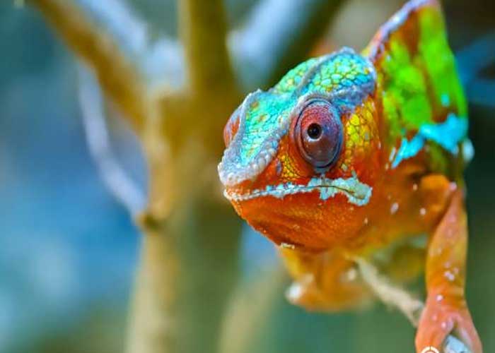 Perbedaan Iguana dan Bunglon yang Menarik untuk Dipelajari