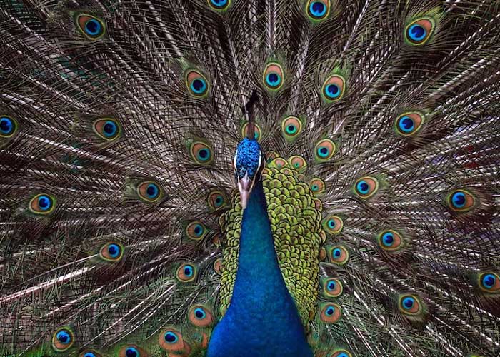 Jenis-jenis Burung Paruh Bengkok yang Bisa Ditemukan di Indonesia