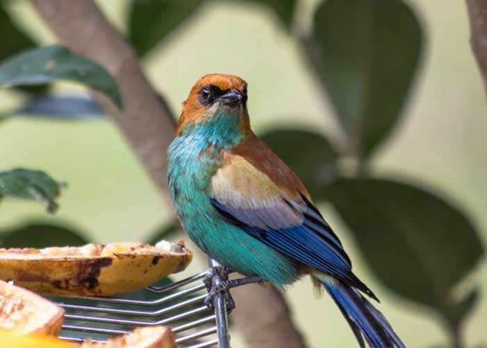 Makanan Burung Kenari Agar Cepat Gacor: Panduan Lengkap