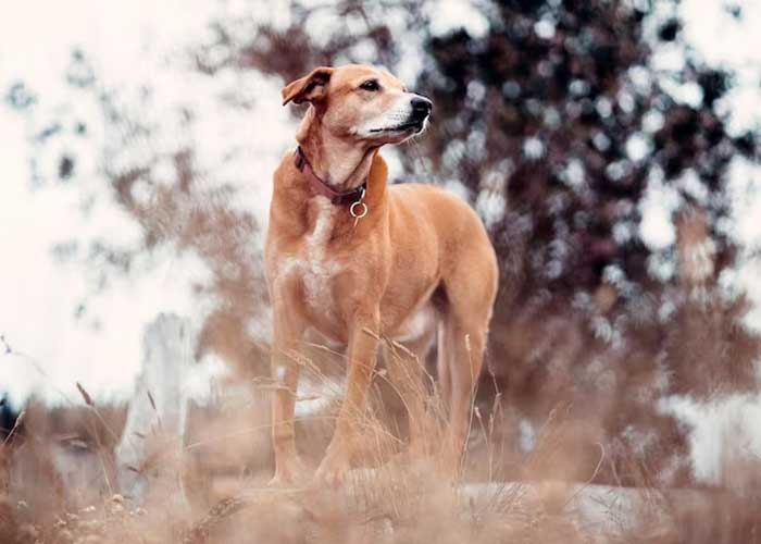 Ragam Jenis Anjing Pemburu yang Cocok Sebagai Partner Berburu