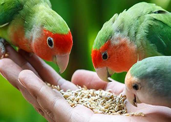 Makanan Lovebird: Kebutuhan Nutrisi dan Tips Memberi Makan