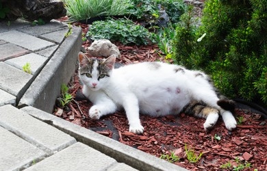 Panduan Mudah Mengetahui Usia Kehamilan Kucing