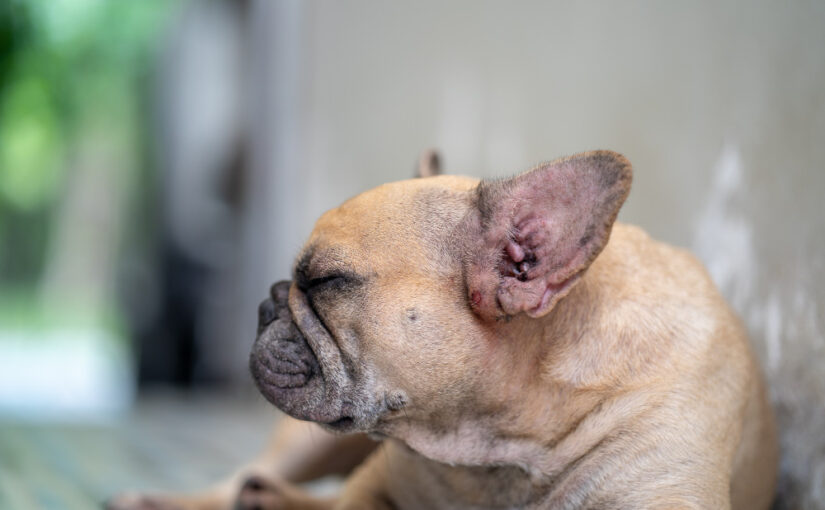 Cara Mengatasi Anjing Stress dengan Mudah