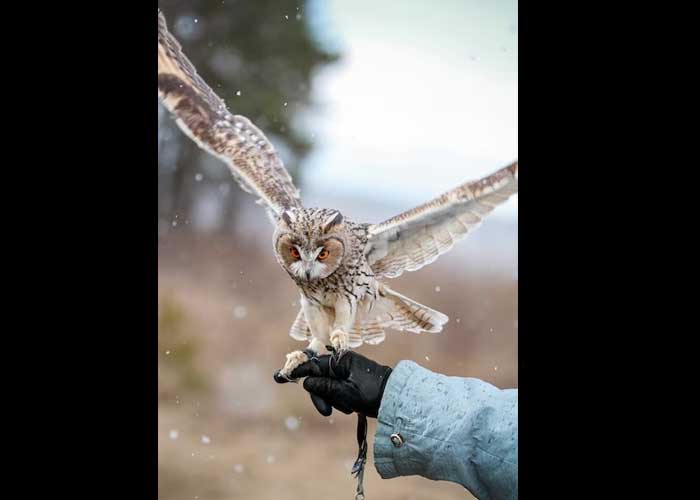 Cara Menjinakkan Burung Hantu: Tips dan Trik yang Efektif