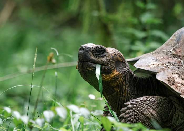 Kura-kura Galapagos: Fakta Menarik dan Cara Perlindungannya