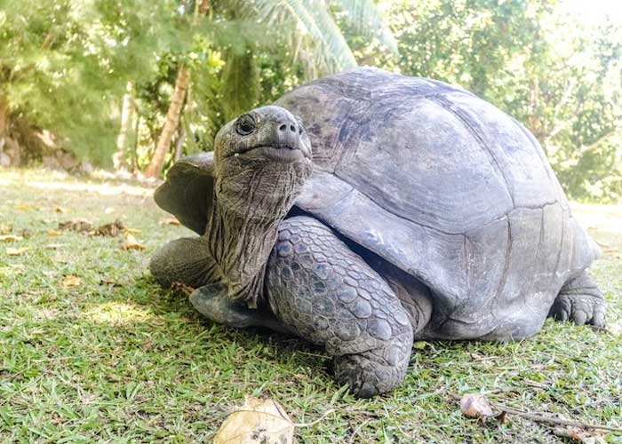 3 Jenis Kura-kura Terbesar di Dunia yang Menarik untuk Diketahui