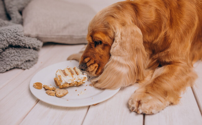 Cara Mengatasi Anjing Tidak Mau Makan ? Simak Ini