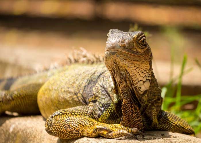 Cara Mengobati Bladder Stone pada Iguana: Solusi Mudah & Efektif