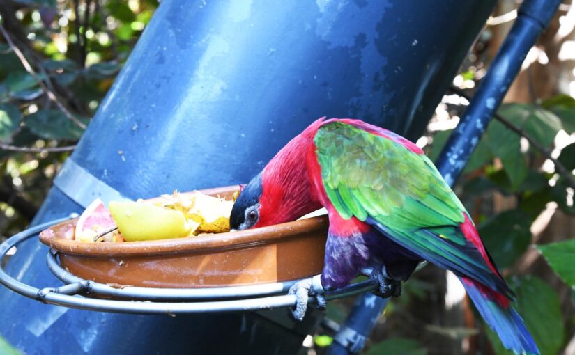 Cara Memilih Jenis Makanan Burung Beo