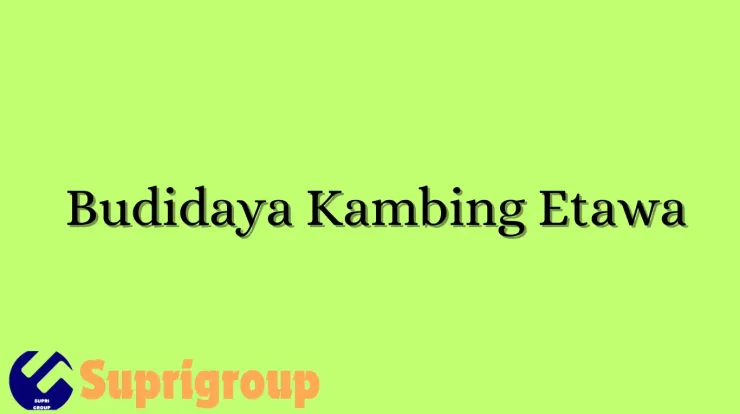 Budidaya Kambing Etawa